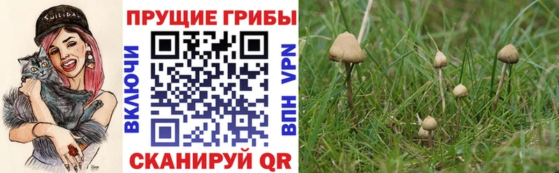 Купить  Стрежевой  Псилоцибиновые грибы GOLDEN TEACHER 